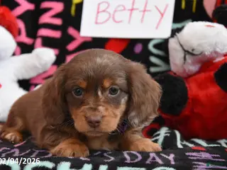 Miniature Dachshund dogs for sale: Betty - Ad 4