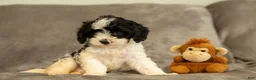 Cavapoo dogs for sale: Stella - Ad 2