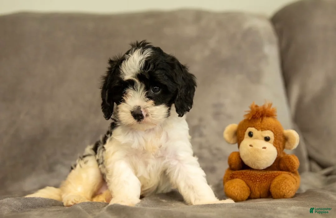 Cavapoo dogs for sale: Stella - Ad 2