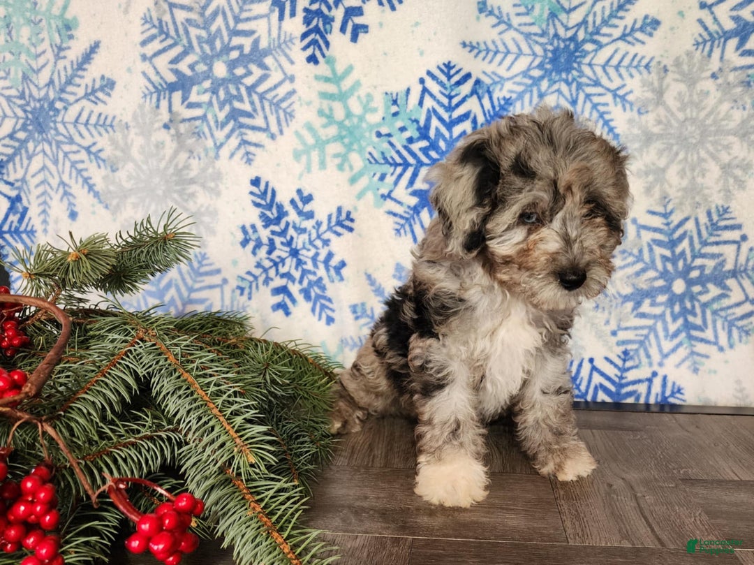 Mini Bernedoodle dogs for sale: Angel - Ad 8
