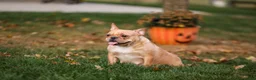 French Bulldog dogs for sale: Jack - Fawn Cream - Ad 11