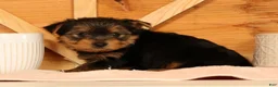 Yorkshire Terrier dogs for sale: Vinnie - Ad 9