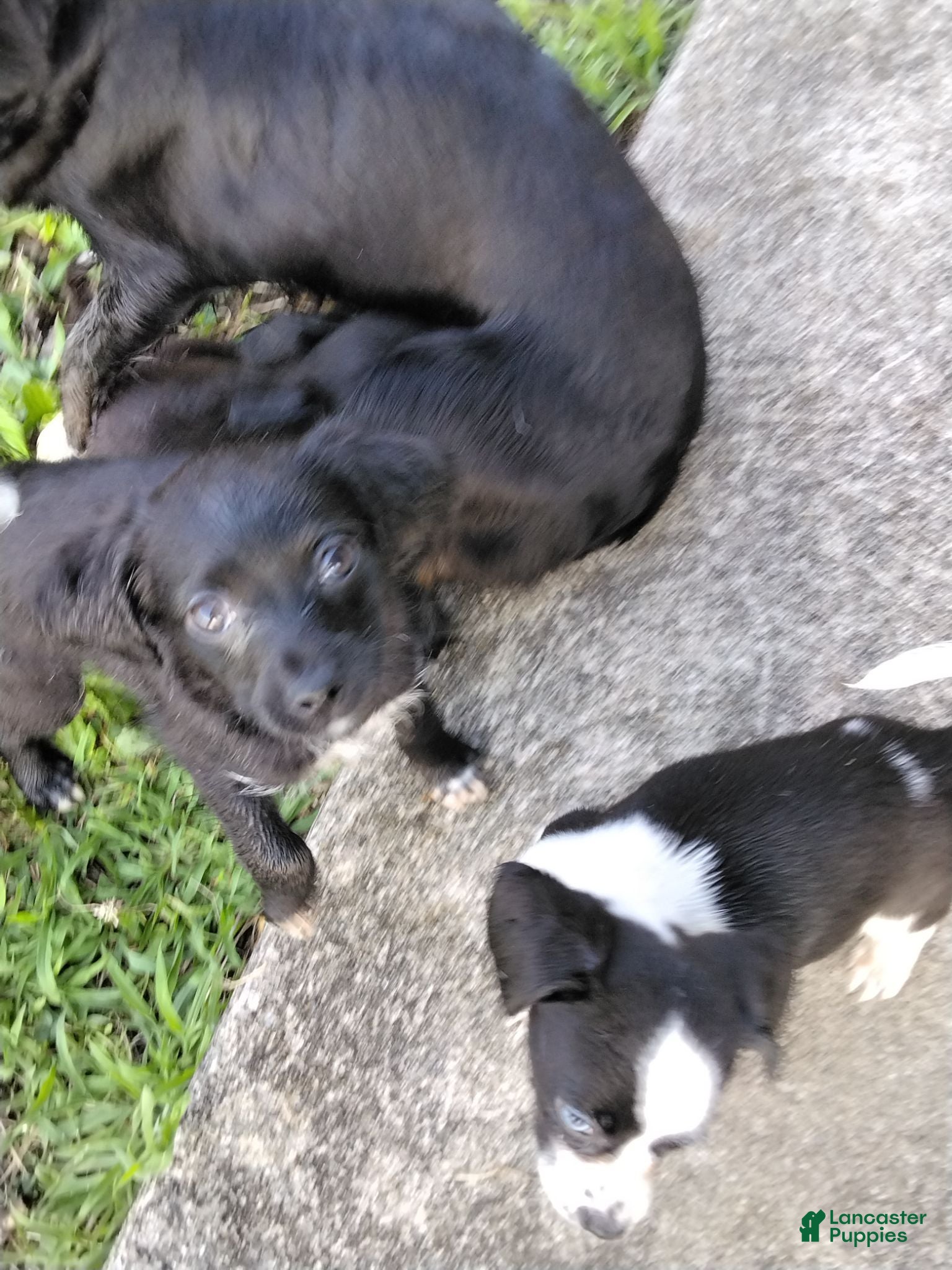Mixed Breed dogs Rocky - Ad 5