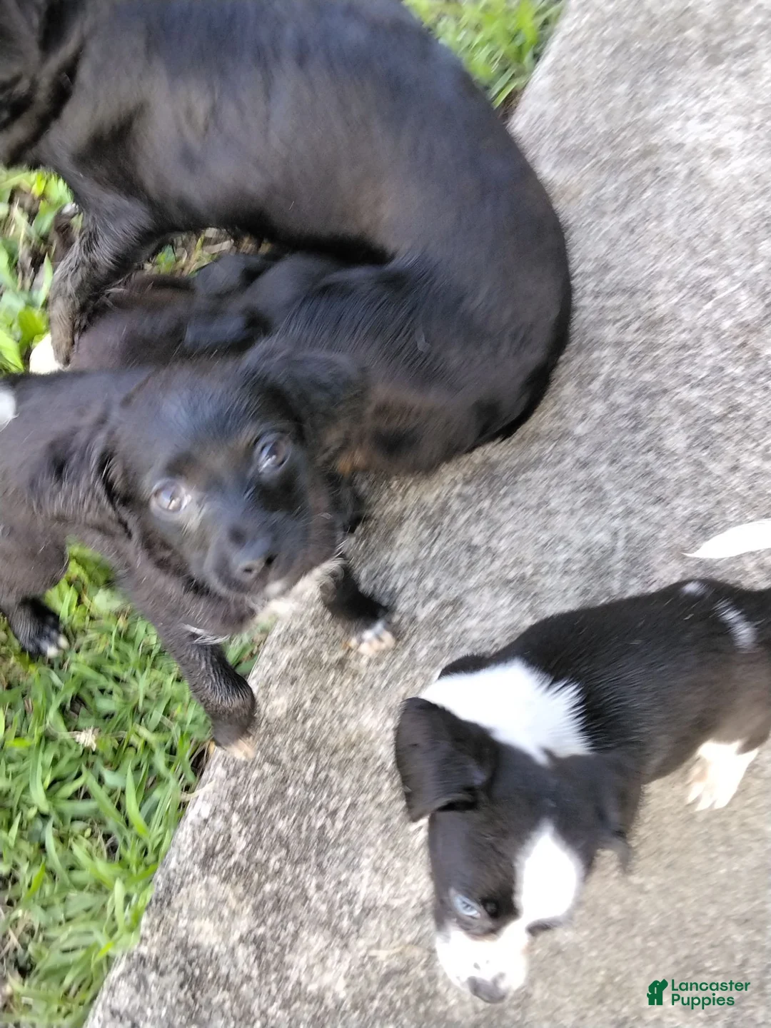 Mixed Breed dogs for sale: Rocky - Ad 1