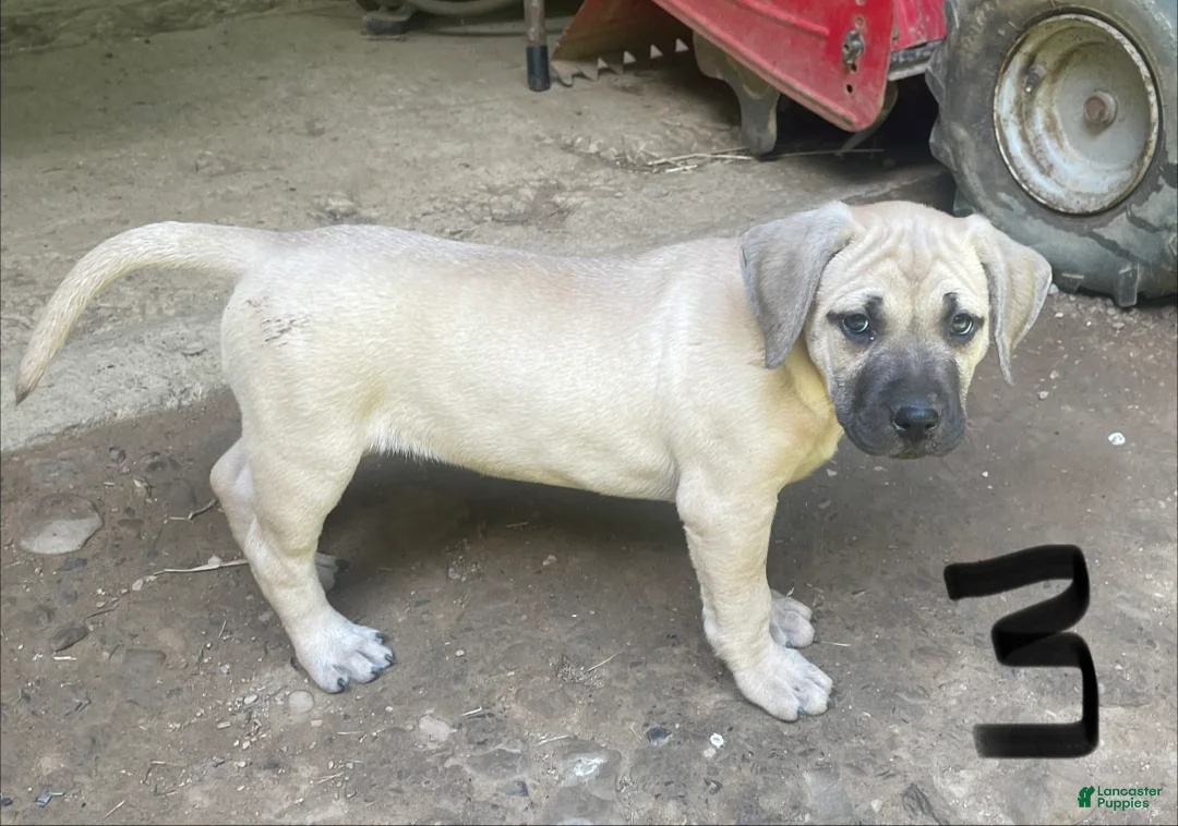 Mixed Breed dogs for sale: Mixed Breed Puppy 2 - Ad 3