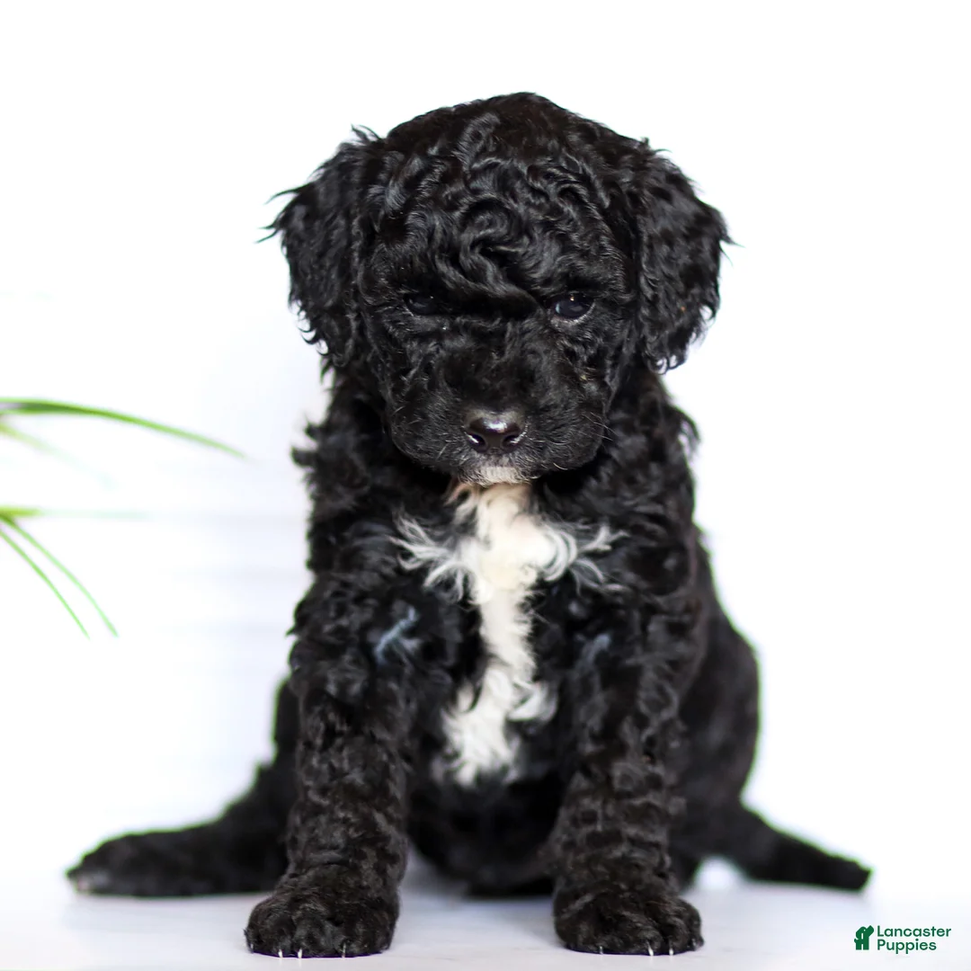 Mini Goldendoodle dogs for sale: Archie - Ad 6