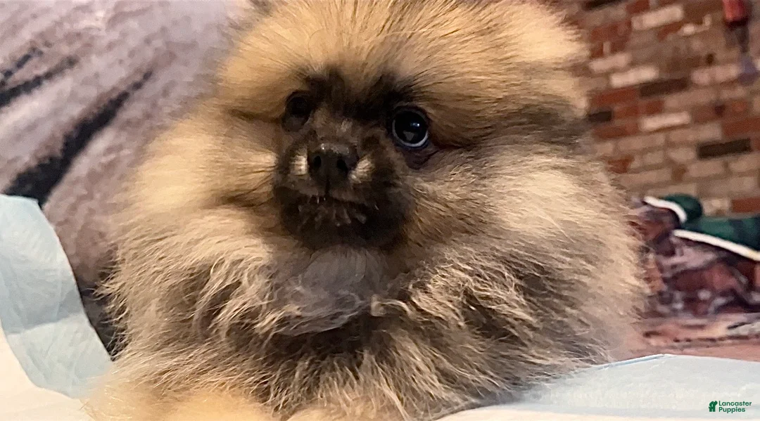 Pomeranian dogs for sale: Sebastian - Ad 1