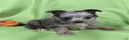 Chihuahua dogs for sale: Chihuahua Puppy 1 - Ad 2
