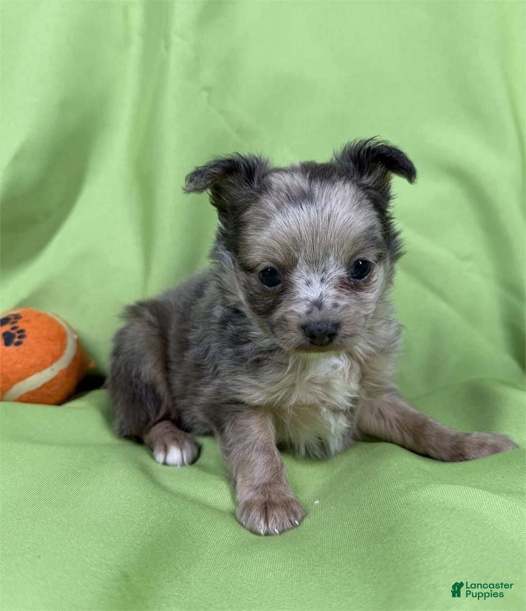 Chihuahua dogs for sale: Chihuahua Puppy 1 - Ad 2