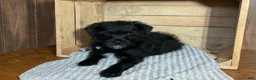 Mixed Breed dogs for sale: Leslie - Ad 5