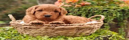 Goldendoodle dogs for sale: Chai - Ad 6