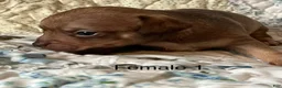 Chiweenie dogs for sale: Chiweenie 6 - Ad 24