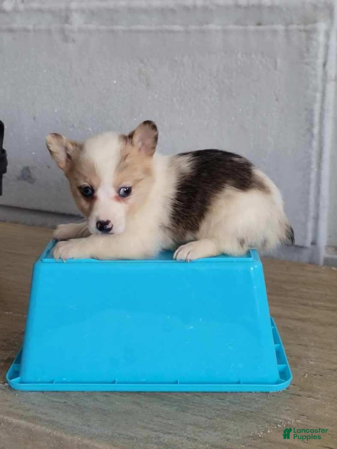 Gallery Image {{count}}