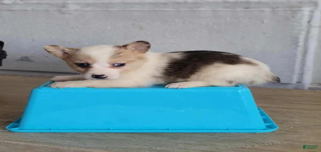 Gallery Image {{count}}