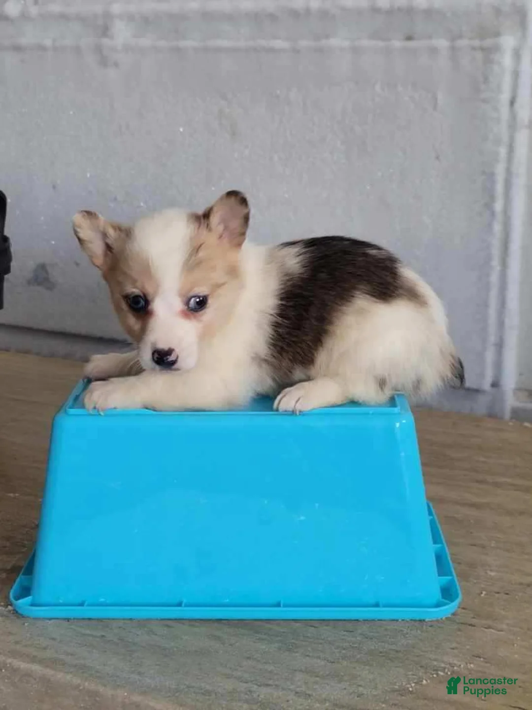 Gallery Image {{count}}