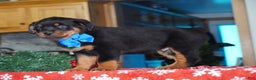 Rottweiler dogs for sale: Duke - Ad 3