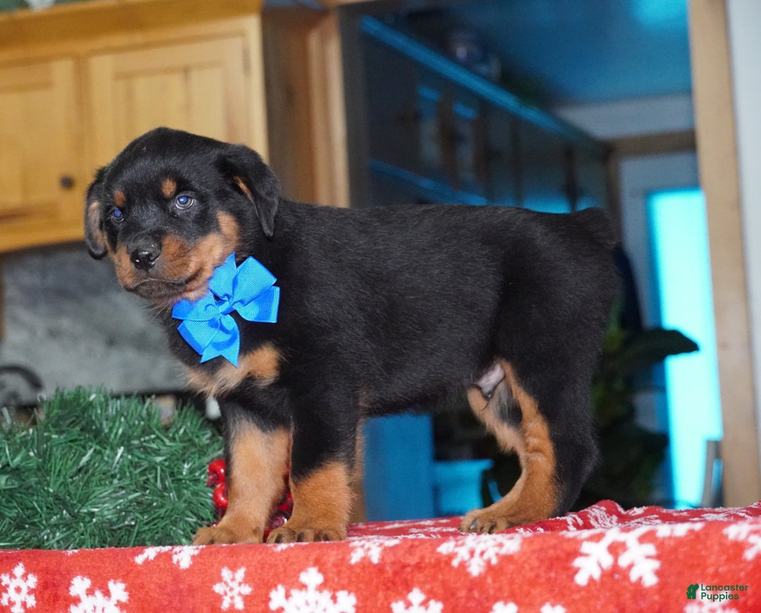 Rottweiler dogs for sale: Duke - Ad 3