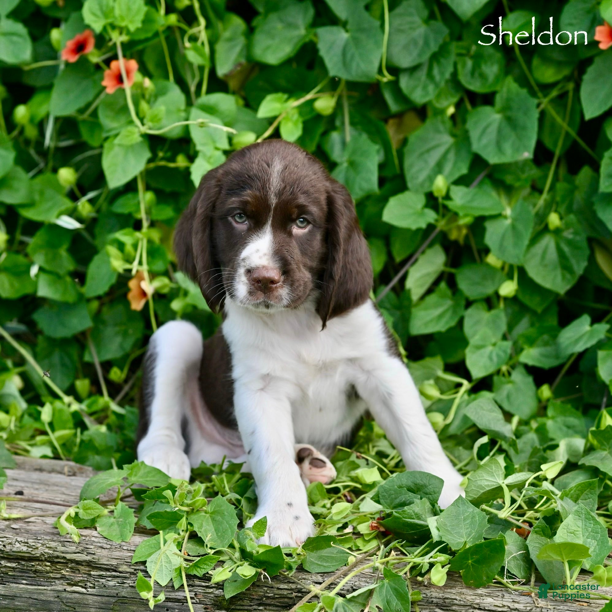 English Springer Spaniel dogs Sheldon  - Ad 1