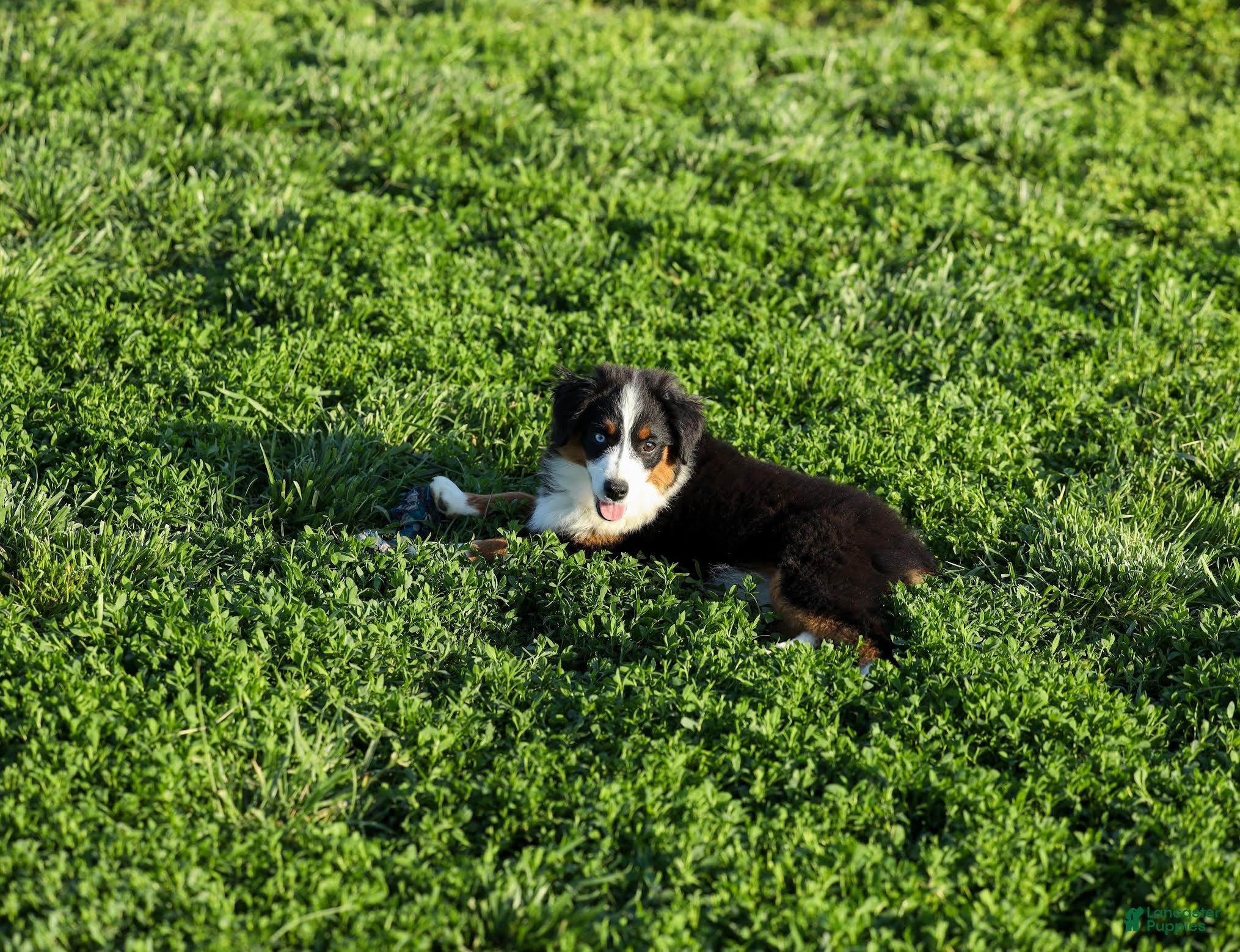 Miniature Australian Shepherd dogs for sale: Peanut Miniature Australian Shepherd Puppy  - Ad 3