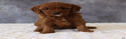 Mini Goldendoodle dogs for sale: Macy - Ad 4