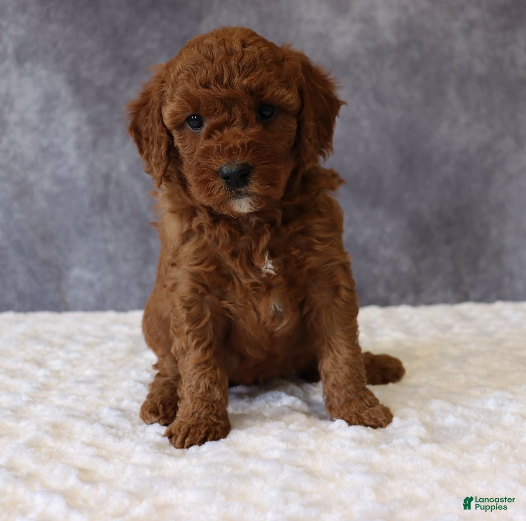Mini Goldendoodle dogs for sale: Macy - Ad 4