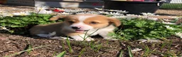 Welsh Corgi Pembroke dogs for sale: Jon - Ad 6