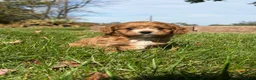 Cavapoo dogs for sale: Cash - Ad 5