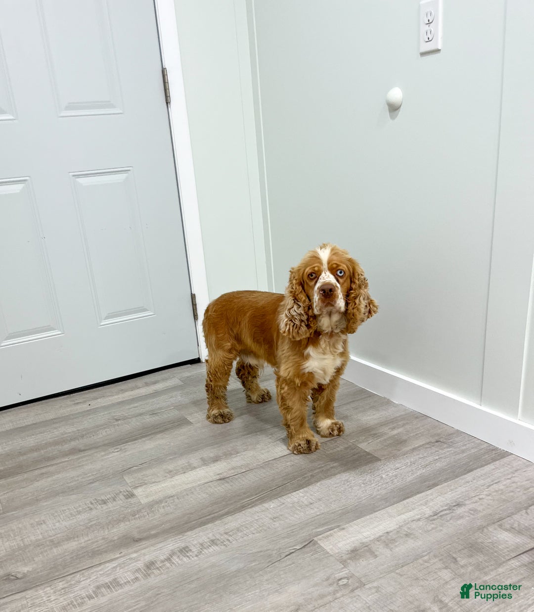 Cocker Spaniel dogs for sale: Lila - Ad 8