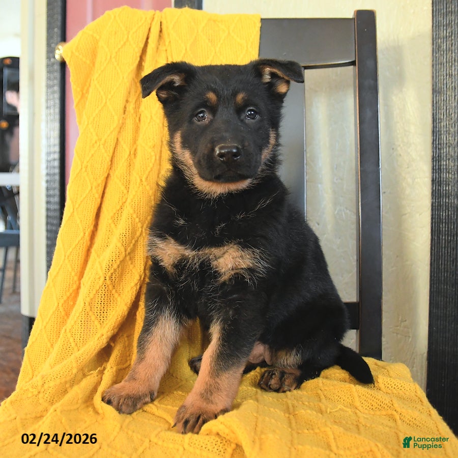 German Shepherd dogs Georgia - Ad 1