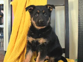 German Shepherd dogs for sale: Georgia - Ad 3