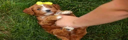 Cavapoo dogs for sale: Milo 💙🦴 - Ad 13
