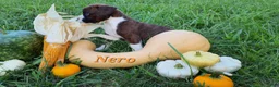 Boxer dogs for sale: Nero AKC - Ad 4