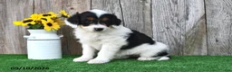 Mini Aussiedoodle dogs for sale: Alexis - Ad 3
