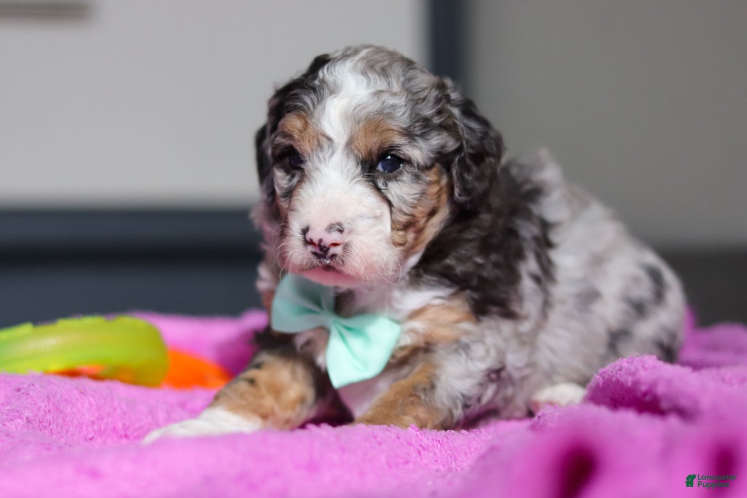 Mini Bernedoodle dogs for sale: Jordon - Ad 5