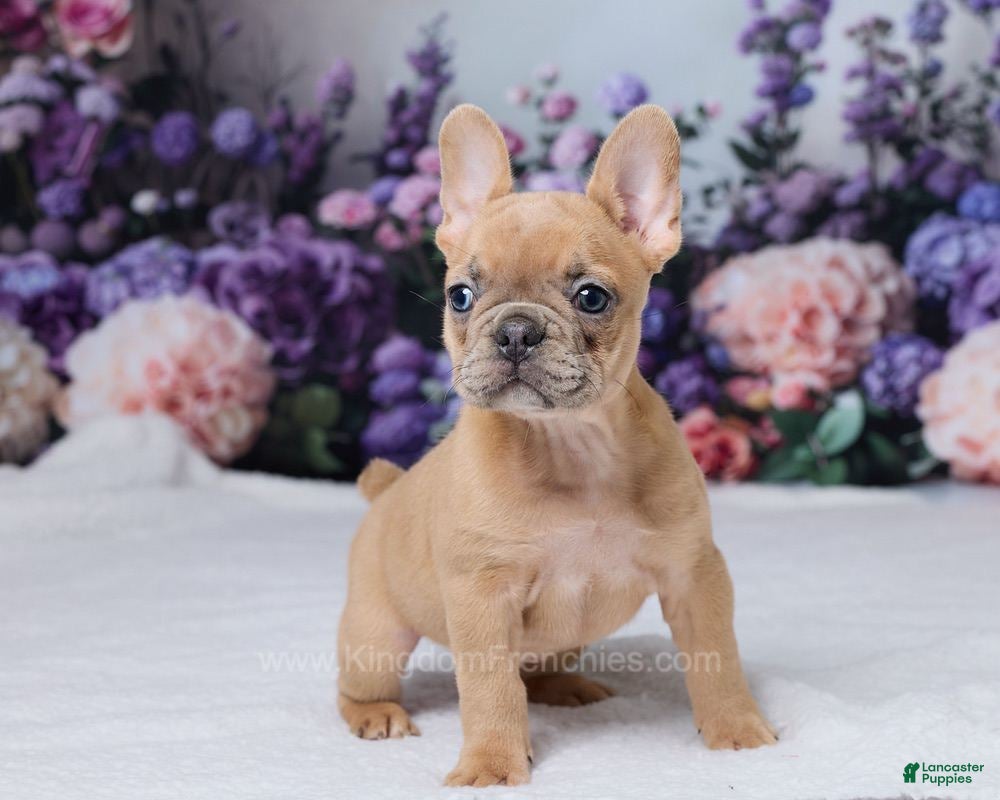 French Bulldog dogs Sapphire - Ad 1