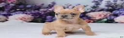 French Bulldog dogs for sale: Sapphire - Ad 1