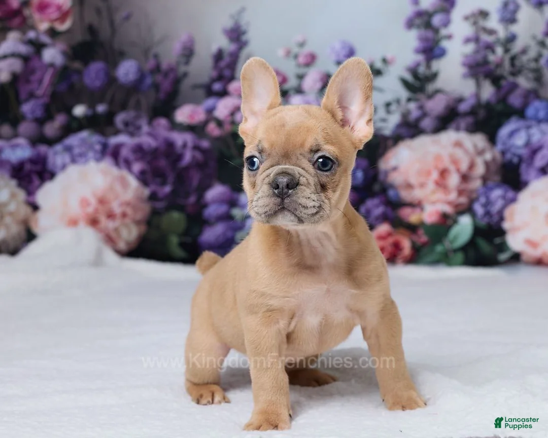 French Bulldog dogs for sale: Sapphire - Ad 1