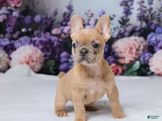 French Bulldog dogs for sale: Sapphire - Ad 1