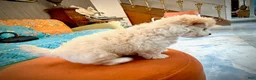 Maltipoo dogs for sale: Teddybear Maltipoo Male 1 - Ad 3