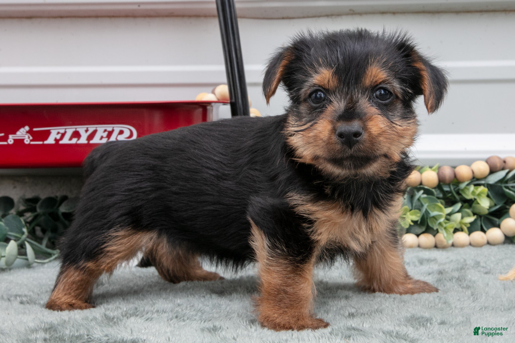 Yorkshire Terrier dogs Jynx - Ad 1