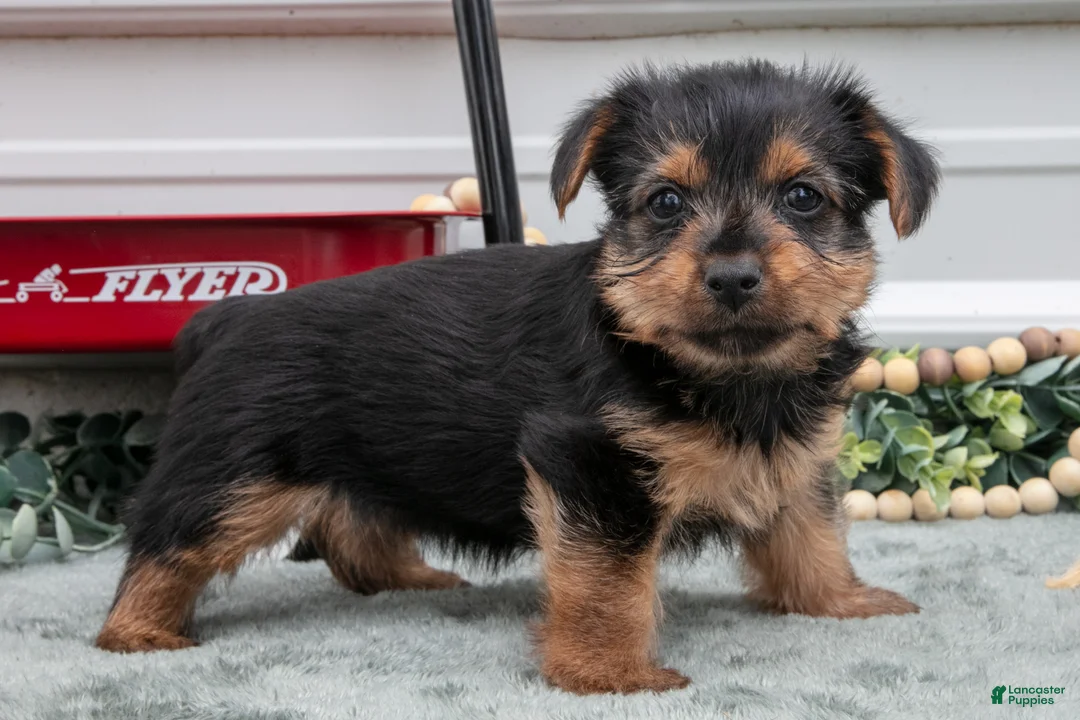 Yorkshire Terrier dogs for sale: Jynx - Ad 1