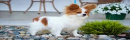 Papillon dogs for sale: Gwennie - Ad 9
