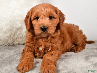 Goldendoodle dogs - Ad 13