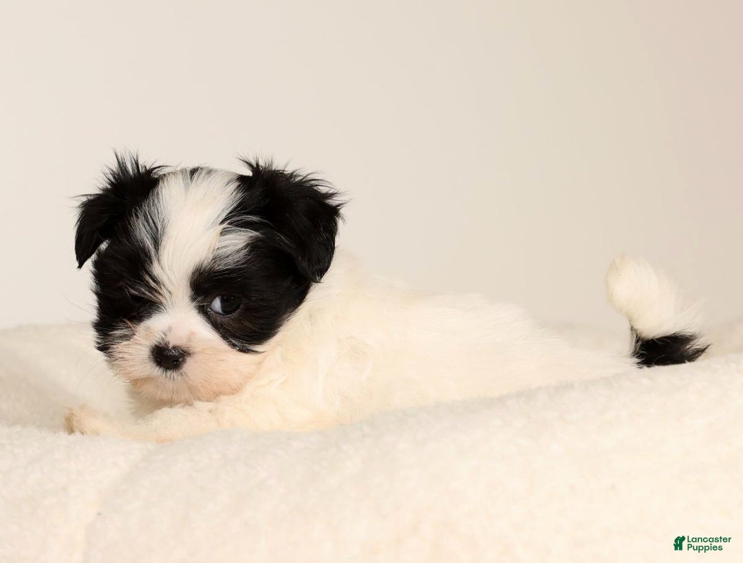 Malshi dogs for sale: Itzy - Ad 8