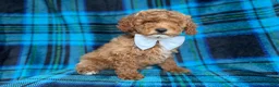 Cockapoo dogs for sale: Rags - Ad 8