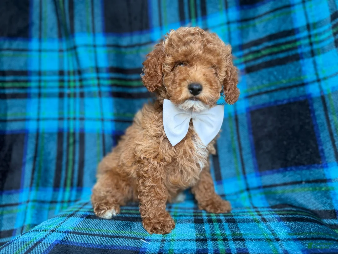 Cockapoo dogs for sale: Rags - Ad 8