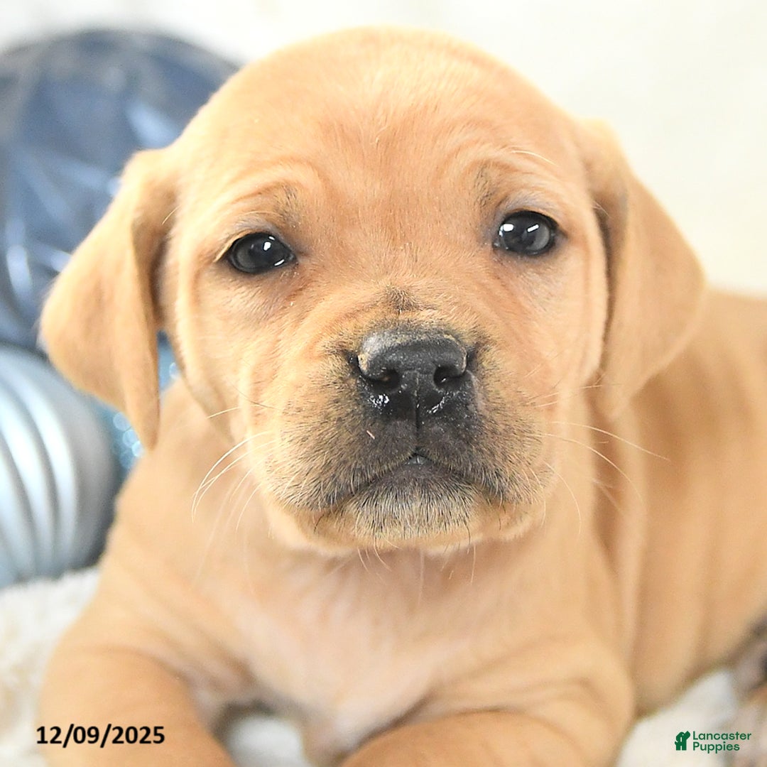 Mixed Breed dogs for sale: Missy - Ad 3