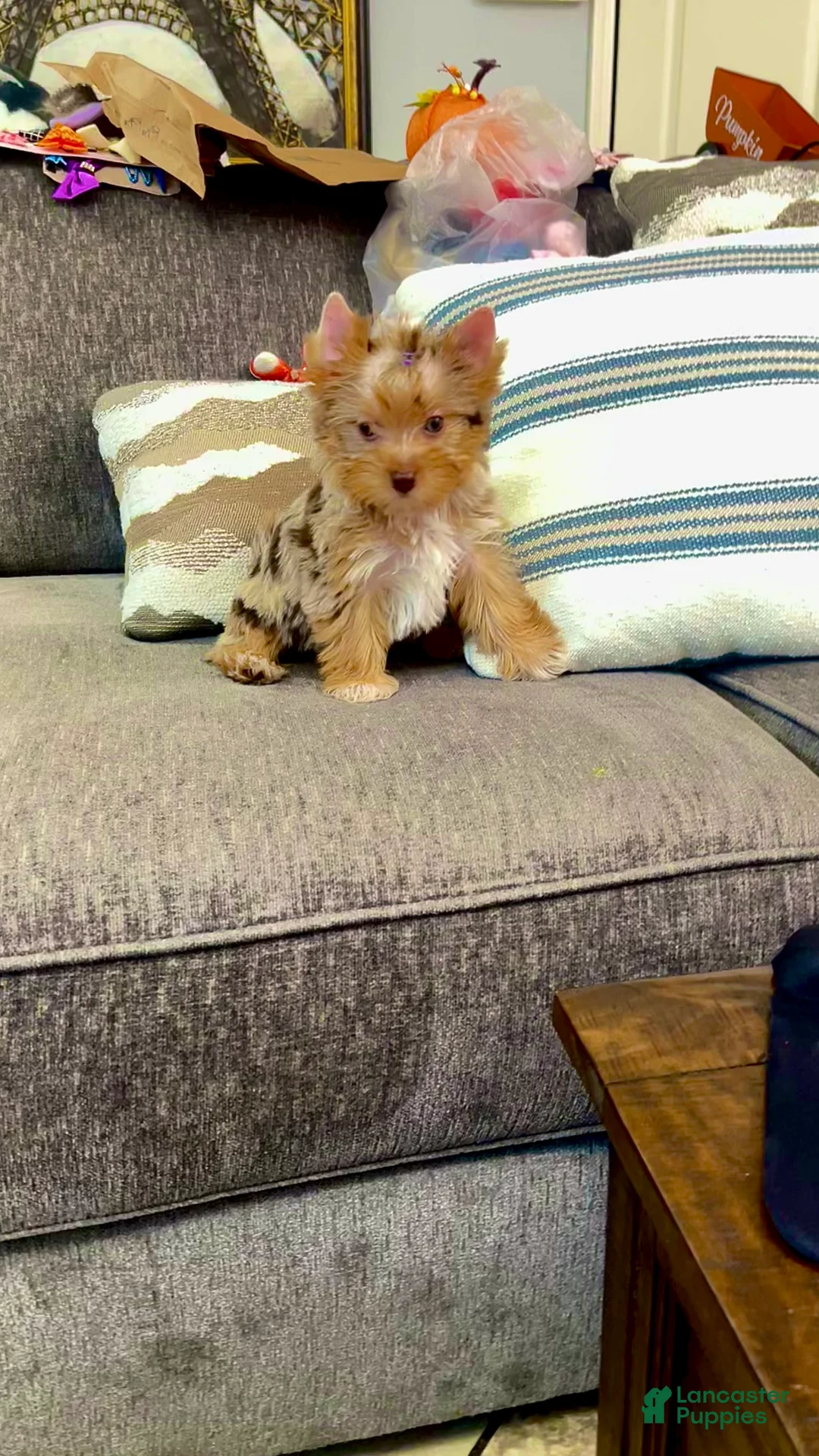 Yorkshire Terrier dogs for sale: Yorkshire Terrier 1 - Ad 2