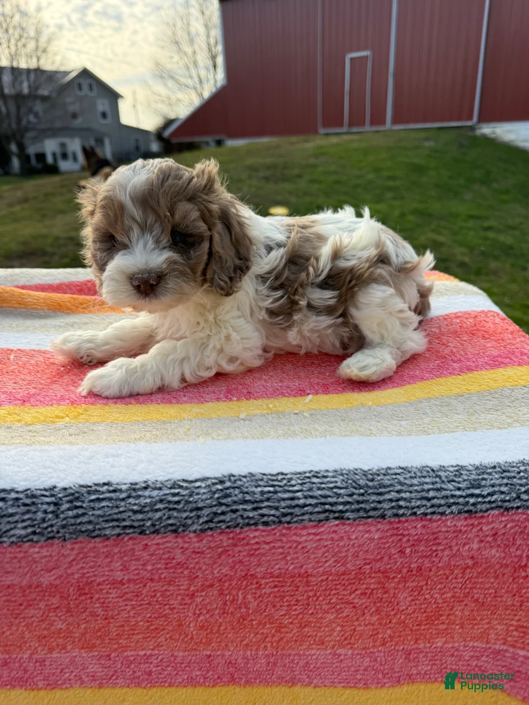 Cockapoo dogs for sale: Cockapoo Puppy 1 - Ad 2