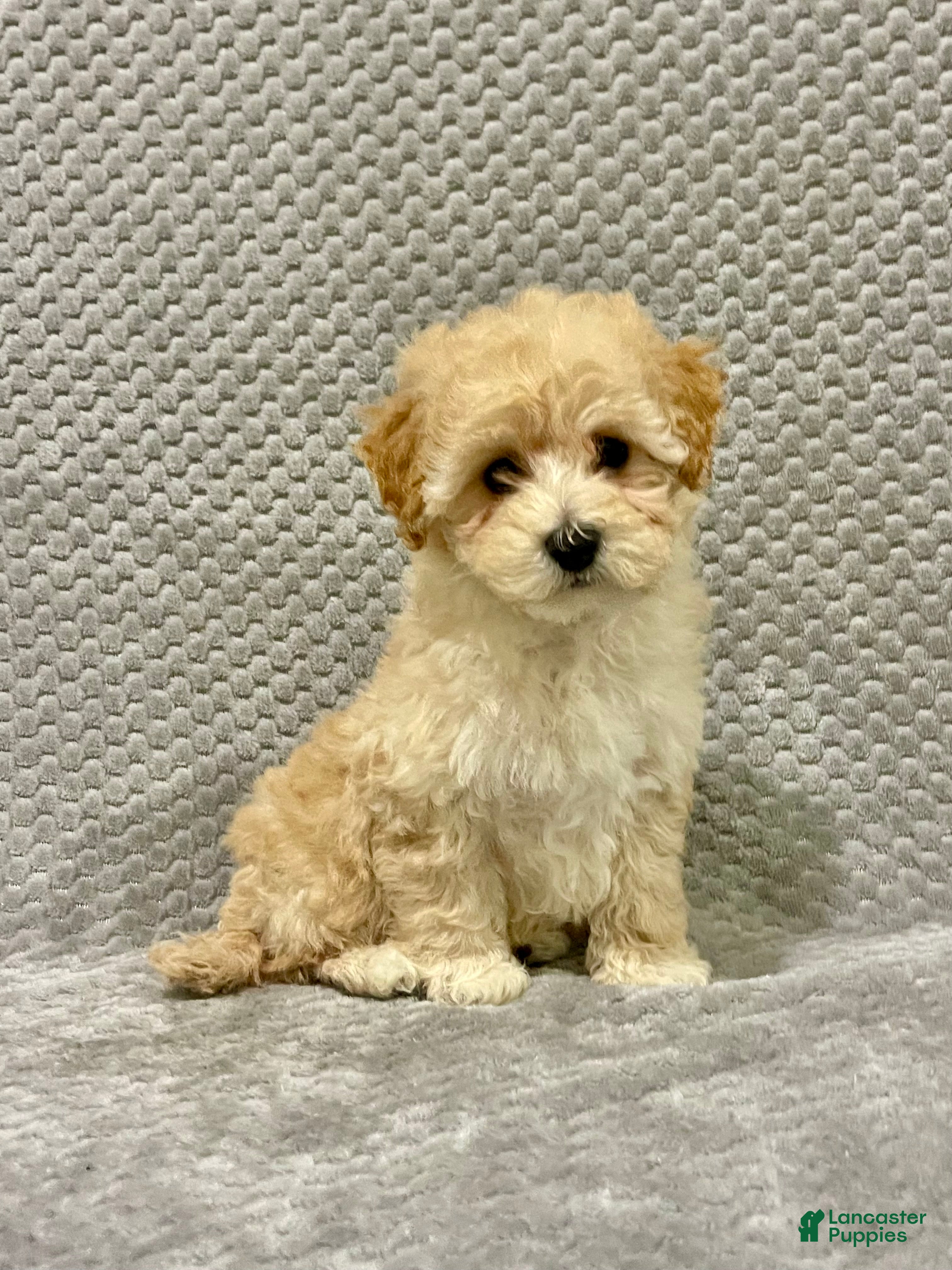 Bichpoo dogs Faith - Ad 2